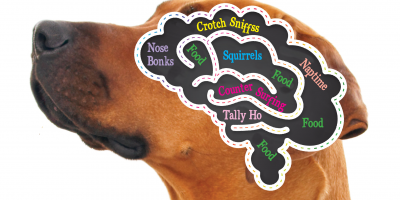 Anatomy of a Ridgeback Brain