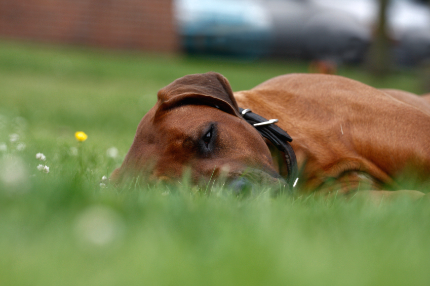 ridgeback panorama review