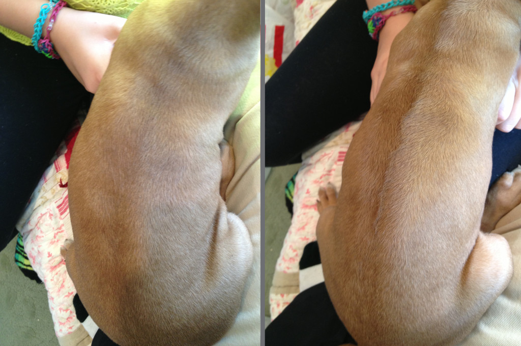 Two views of a ridgeless puppy. At left, a normal "slickback." But then the hair is ruffled and brushed against the grain, this faint cowlick appears.