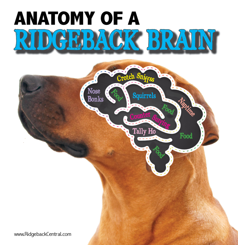 RR Brain