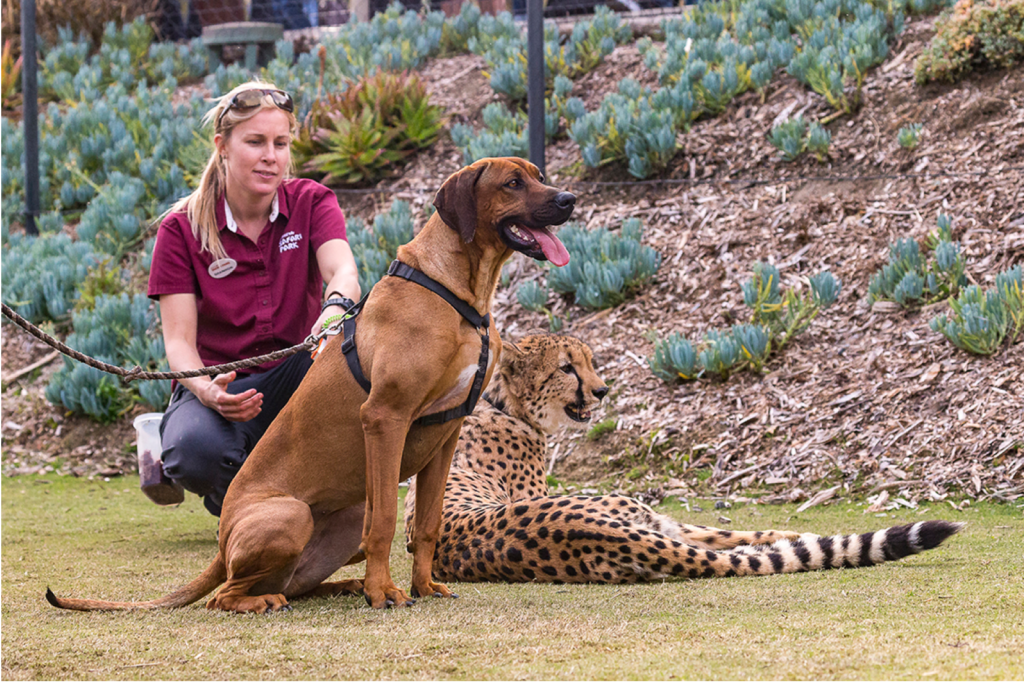 Unlikely bedfellows: Raina the Ridgeback and Ruuxs the cheetah. Photo courtesy San Diego Zoo Safari Park