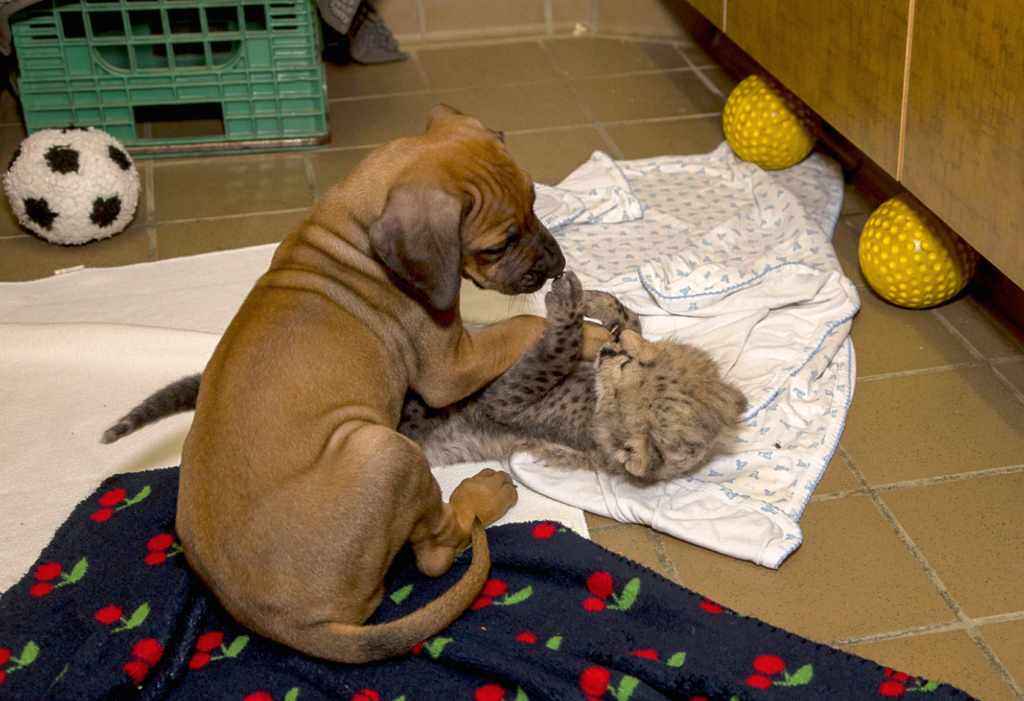 Rhodesian ridgeback and sales cats