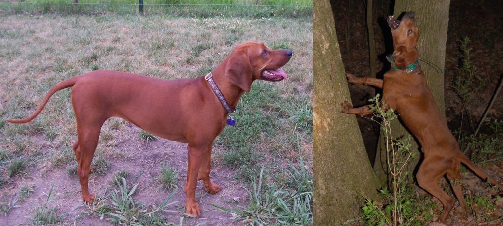Two Redbone Coonhounds. Couldn't they be confused for Ridgebacks at first glance?