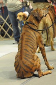 Lions, and tigers, and Ridgebacks -- oh my! Photo by Bill Kent