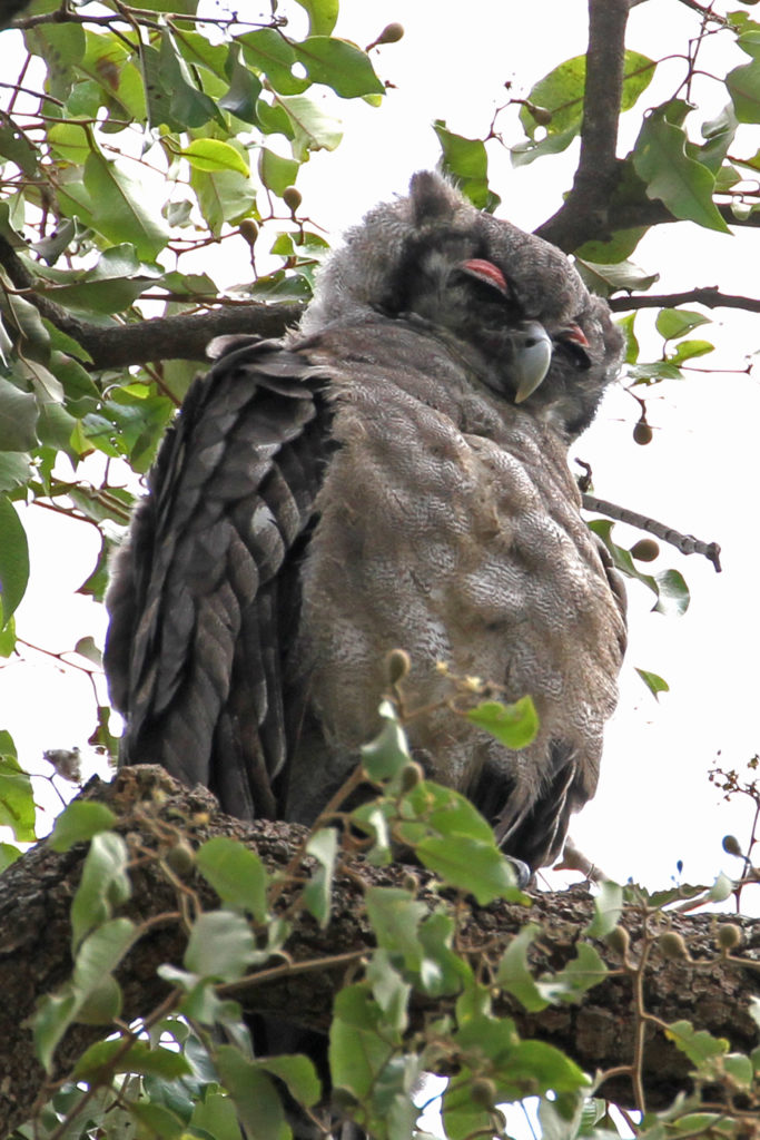A Verreaux's eagle-owl. Note the distinctive pink eyelids. Photo by Gisela Gerson Lohman.